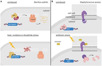 Role of Regulated Proteolysis in the Communication of Bacteria With the Environment